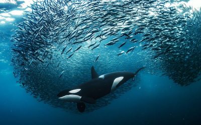 ’Tides Are Changing’: Meet the Winners of the UN’s 10th Annual World Oceans Day Photo Competition
