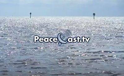 PeaceCast TV Interview – Diana NyadPeaceCast TV